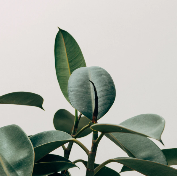 meubles et différents leiux dans une maison